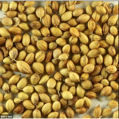 coriander seed