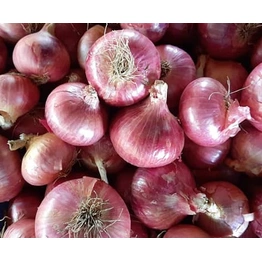 Hot selling Fresh Red Onion