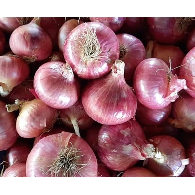 Hot selling Fresh Red Onion