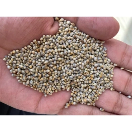 Pearl Millets (Bajra)