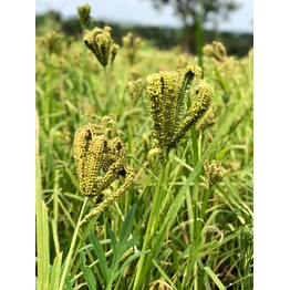 Finger Millet - Ragi