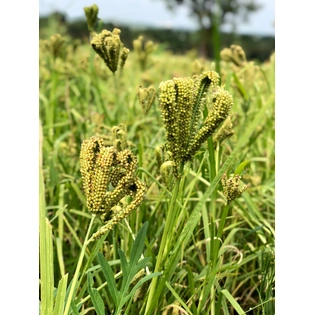 Finger Millet - Ragi