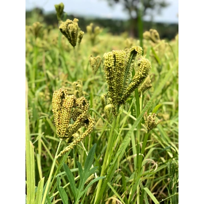 Finger Millet - Ragi