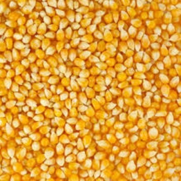 MAIZE