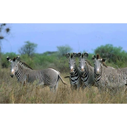 7 Days Best Safari Tour in Kenya Meru National Park, Samburu , Lake Nakuru & Masai Mara Game Reserve