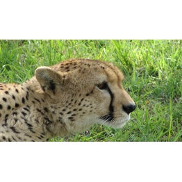 5 Days Kenya Tour Safari Samburu National Reserve and Meru National Park.