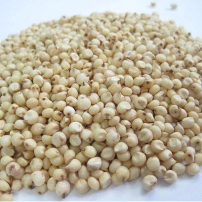 Sorghum millet [Jowar] Export Quality