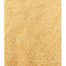 Yellow Maize