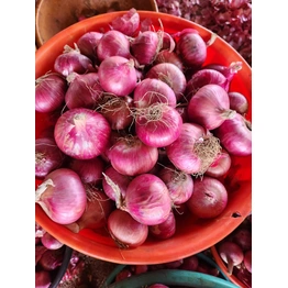 NASIK FRESH RED ONION