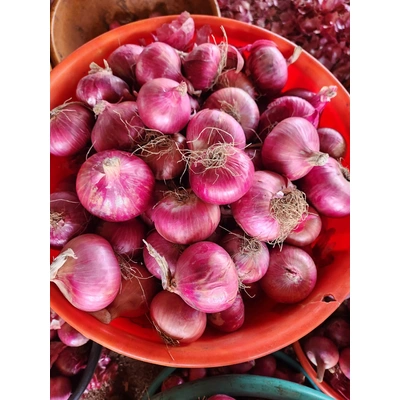 NASIK FRESH RED ONION