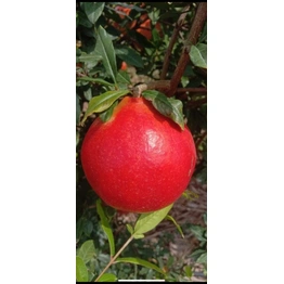 Fresh Organic Pomegranate