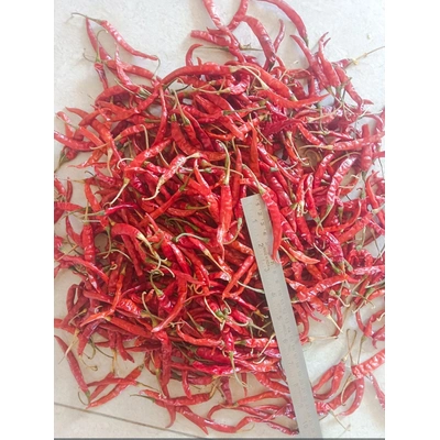 RED CHILLI, (Teja & Sanam variety)