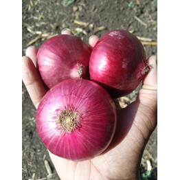 Onions