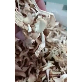 Dry Mushrooms