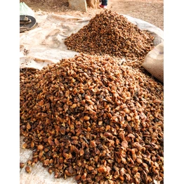 Mohua Flowers Seeds (Madhuca indica longfolio)