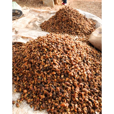 Mohua Flowers Seeds (Madhuca indica longfolio)