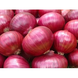 Red onion