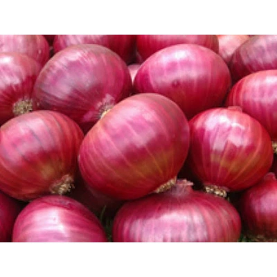 Red onion