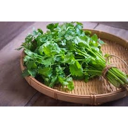 GREEN CORIANDER