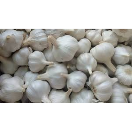 GARLIC