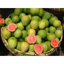 GUAVA