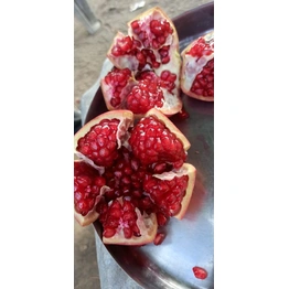 pomegranate