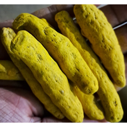 Bulk Turmeric Finger