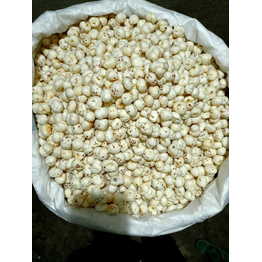 Foxnut (Makhana)