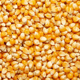 AKSHAR WHOLE MAIZE