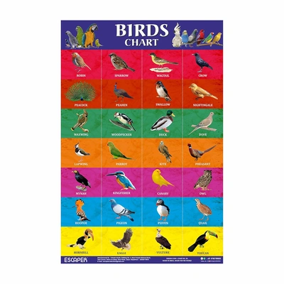 Birds Picture Chart for Kids learning (11.5 x 17.5 inches) | Birds Chart for kids | chart for 2 to 5 years | Birds Name Chart | Birds Chart Paper | Birds Laminated Chart Loose Leaf