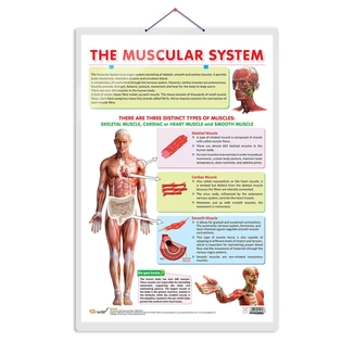 THE MUSCULAR SYSTEM CHART | The Strength of Muscles: Educational Muscular System Charts Hardcover