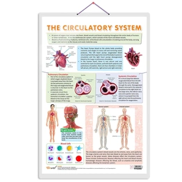 CIRCULATORY SYSTEM CHART | Unveiling Circulatory Pathways: Educational Circulatory System Chart Hardcover