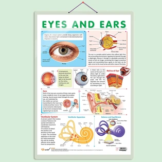 EYES AND EARS CHART | Insight into the Senses: Comprehensive Eyes and Ears Chart Hardcover