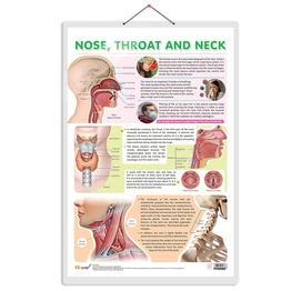 NOSE, THROAT AND NECK CHART | Exploring the Upper Respiratory System: Nose, Throat, and Neck Chart Hardcover