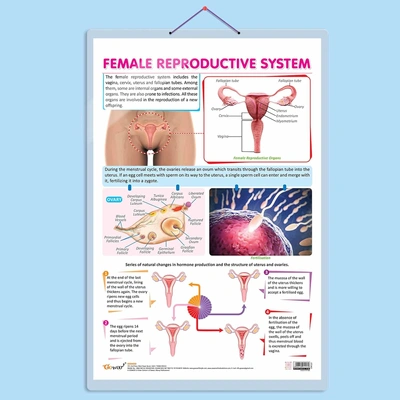 FEMALE REPRODUCTIVE SYSTEM CHART | Understanding Female Reproductive Anatomy: In-Depth Chart Hardcover