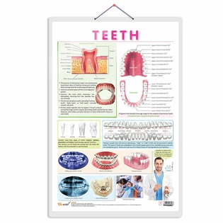 TEETH CHART | Teeth Functions Made Easy: Engaging Learning Chart Hardcover