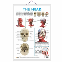 THE HEAD CHART | Discovering the Human Head: Comprehensive Anatomy Chart Hardcover