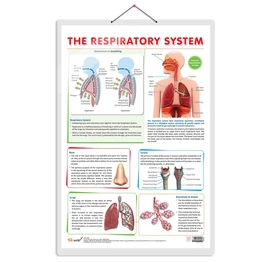 THE RESPIRATORY SYSTEM CHART | The Breath of Life: Exploring the Respiratory System Chart Hardcover