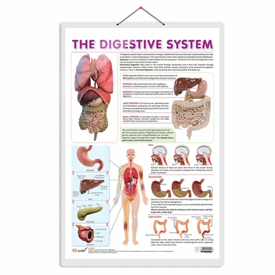 THE DIGESTIVE SYSTEM CHART | Journey through the Digestive System: Comprehensive Anatomy Chart Hardcover