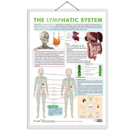 THE LYMPHATIC SYSTEM CHART | Understanding Lymphatic Pathways: Interactive Anatomy Chart Hardcover