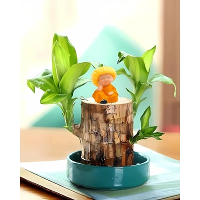 Brazilian Lucky Wood Good Luck Live Plant - Feng Shui Home Decor Accent