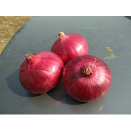 Fresh Red Onion