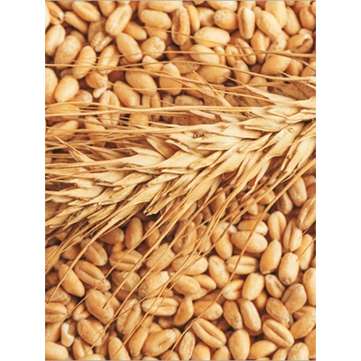 Wheat Grain