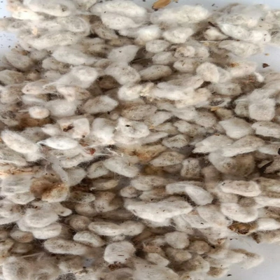 Cotton Seed