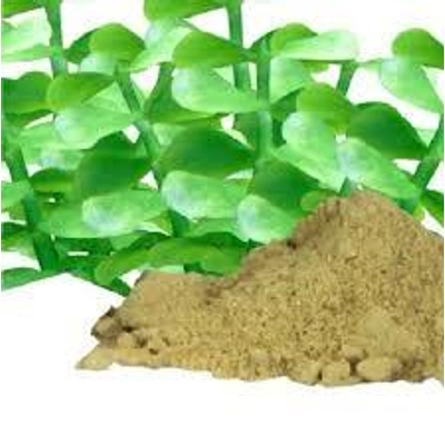 Brahmi Powder (Certified Organic)