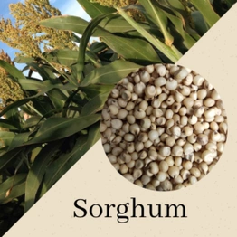 Sorghum (Jowar)