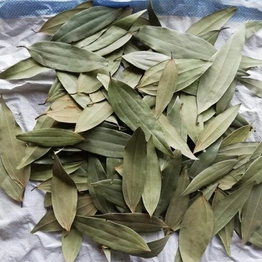 Bay Leaf