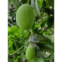 Maldah Mango