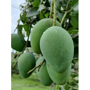 Bambai Mango