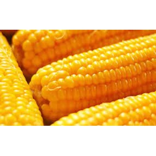 Maize